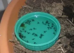 Мошки в будинку - як вивести (мошки) Мошки в будинку - як вивести