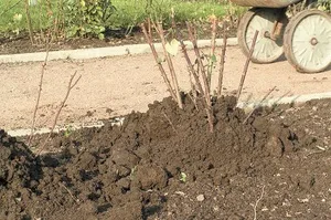 Морозостійкі сорти троянд для сибіру і Підмосков'я види, догляд за саджанцями і правила посадки троянд (морозостійкі) Морозостійкі сорти троянд для сибіру і Підмосков'я види, догляд за саджанцями і правила посадки троянд
