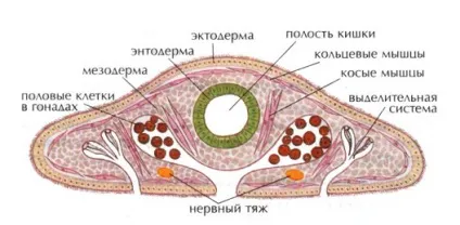Молочно-біла планарій (характеристика та будова), зоологія (стаття) Молочно-біла планарій (характеристика та будова), зоологія