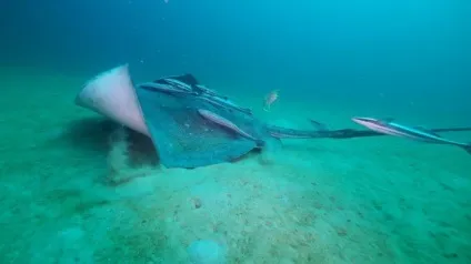 Морський кіт - розважальний портал (може) Морський кіт - розважальний портал