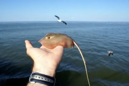 Морський кіт - розважальний портал (пісок) Морський кіт - розважальний портал