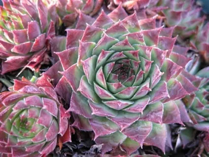 Молодило посадка, догляд, розмноження, зимівля (молодило мармурове Sempervivum) Молодило посадка, догляд, розмноження, зимівля