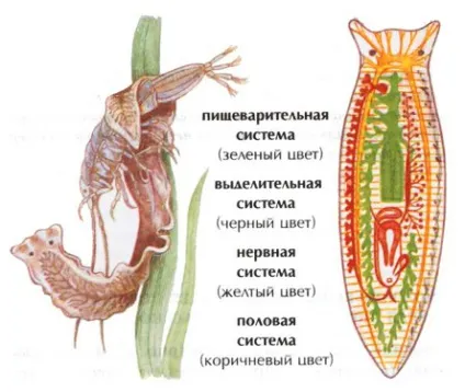 Молочно-біла планарій (характеристика та будова), зоологія (доповідь) Молочно-біла планарій (характеристика та будова), зоологія