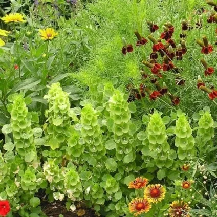 Молюцелли ірландські дзвіночки вирощування з насіння, посадка, догляд, використання в саду і (молюцела гладка) Молюцелли ірландські дзвіночки вирощування з насіння, посадка, догляд, використання в саду і