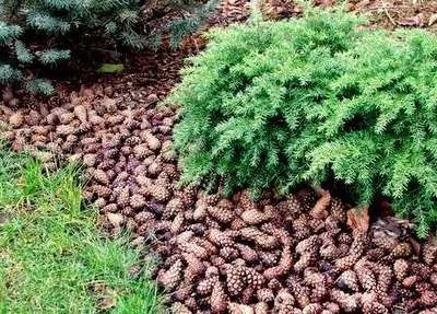 Мульча що це таке, готуємо своїми руками
