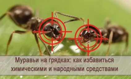 Мурахи на грядках як позбутися хімічними і народними засобами (народними) Мурахи на грядках як позбутися хімічними і народними засобами
