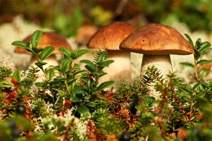 Чи можна гриби при грудному вигодовуванні мамі, що годує (грудному) Чи можна гриби при грудному вигодовуванні мамі, що годує