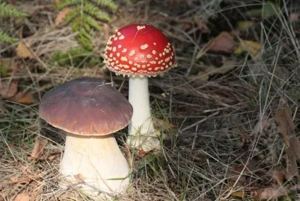 Чи можна гриби при грудному вигодовуванні думку лікарів (гриб грудне вигодовування лактація гв мама, яка годує можна печериця гливи смажений солоний маринований їсти сушений комаровский є) Чи можна гриби при грудному вигодовуванні думку лікарів