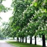 Настоянка каштану на горілці застосування (настоянка кінського каштана) Настоянка каштану на горілці застосування