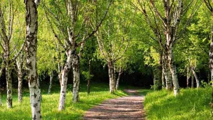 Народні прикмети для орієнтування на місцевості
