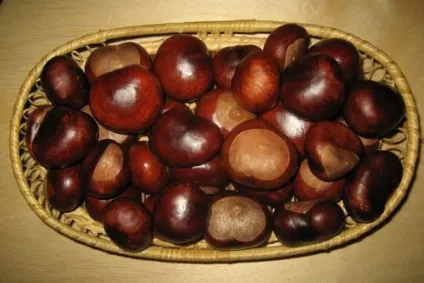 Настої з каштанів - рецепти, поради, застереження (каштанів) Настої з каштанів - рецепти, поради, застереження