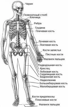Нога людини і її анатомічна будова і функції