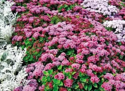 Невибагливі садові квіти агератум з родини айстрових (квіти) Невибагливі садові квіти агератум з родини айстрових