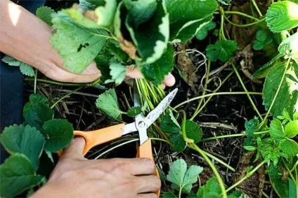 Обробка полуниці восени