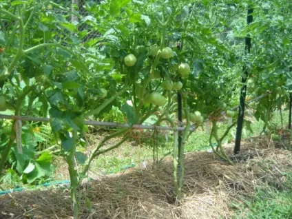 Чи потрібно обривати нижнє листя у томатів (обривати) Чи потрібно обривати нижнє листя у томатів