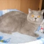 забарвлення британців