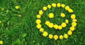 Кульбаба в косметології маски для обличчя від в'ялості і пігментації (косметології) Кульбаба в косметології маски для обличчя від в'ялості і пігментації