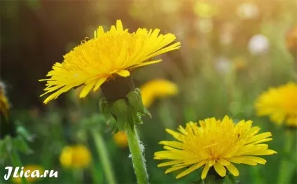 Кульбаба для особи 9 масок та відгуки про застосування
