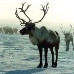 Основний корм північних оленів (основний) Основний корм північних оленів