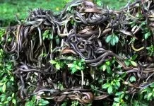 Вона виходила заміж за інваліда, але те, що сталося на весіллі - це щось! () Вона виходила заміж за інваліда, але те, що сталося на весіллі - це щось!