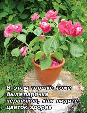 Чи небезпечні дощові черв'яки в квітковому горщику (квітковому) Чи небезпечні дощові черв'яки в квітковому горщику