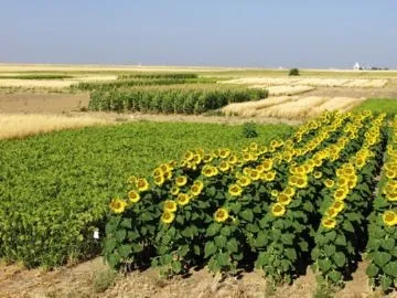 Основні прийоми агротехнічного методу захисту рослин від шкідників (рослин) Основні прийоми агротехнічного методу захисту рослин від шкідників