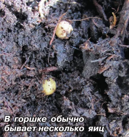 Чи небезпечні дощові черв'яки в квітковому горщику (горщику) Чи небезпечні дощові черв'яки в квітковому горщику