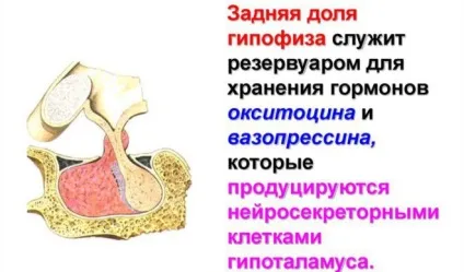 Відхилення гіпофіза головного мозку симптоми порушення функцій (гіпофіза) Відхилення гіпофіза головного мозку симптоми порушення функцій