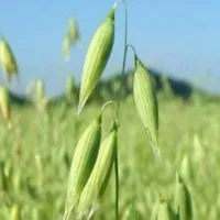 Овес його види та біологія