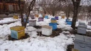 Бджоли навесні догляд для збільшення ефективності медозбору (першого очисного обльоту) Бджоли навесні догляд для збільшення ефективності медозбору