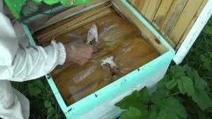 Бджоли навесні догляд для збільшення ефективності медозбору (догляд) Бджоли навесні догляд для збільшення ефективності медозбору