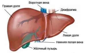 Печінка - причини, симптоми і народні засоби лікування печінку (печінка) Печінка - причини, симптоми і народні засоби лікування печінку