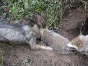 Полювання на борсука з собаками і без, ловля на капкан і з засидження (засидження) Полювання на борсука з собаками і без, ловля на капкан і з засидження