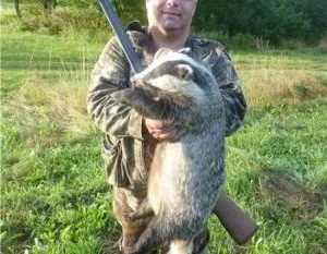 Полювання на борсука з собаками і без, ловля на капкан і з засидження (капкан) Полювання на борсука з собаками і без, ловля на капкан і з засидження