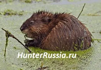 Полювання на ондатру