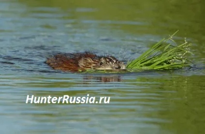 Полювання на ондатру