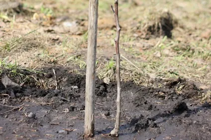 пічне золото