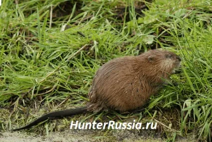 Полювання на ондатру