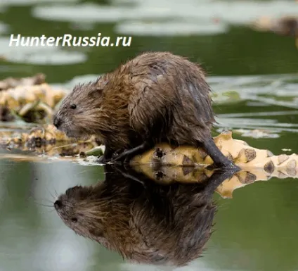 Полювання на ондатру