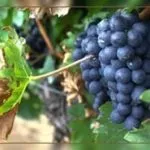 Купив апельсини а вони гнилі