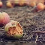 Купив апельсини а вони гнилі