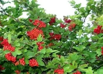 Лікувальні властивості калини червоної