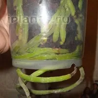 пересадка орхідей