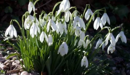 Первоцвіти, красиві ідеї для саду (крокуси) Первоцвіти, красиві ідеї для саду