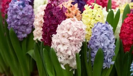 Первоцвіти, красиві ідеї для саду (рослини для альпінарію) Первоцвіти, красиві ідеї для саду