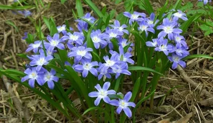 Первоцвіти, красиві ідеї для саду (бруннера) Первоцвіти, красиві ідеї для саду