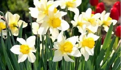 Первоцвіти, красиві ідеї для саду (цибулинні) Первоцвіти, красиві ідеї для саду