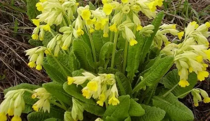 Первоцвіти, красиві ідеї для саду (нарциси) Первоцвіти, красиві ідеї для саду
