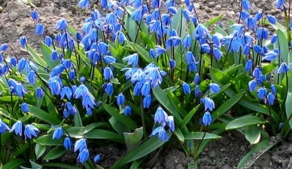 Первоцвіти, красиві ідеї для саду (цибулинні) Первоцвіти, красиві ідеї для саду