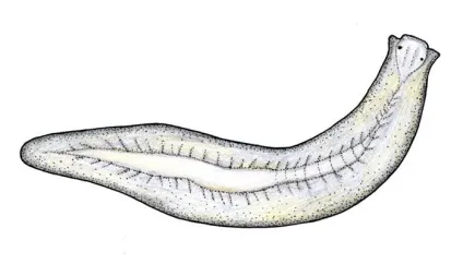 Планария біла - dendrocoelum lacteum